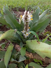 Chlorophytum macrophyllum