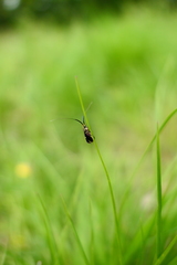 Adela australis