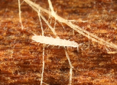 Pauropoda