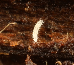 Pauropoda