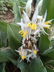 Chlorophytum macrophyllum