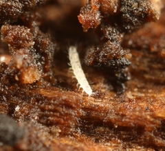 Pauropoda