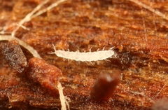 Pauropoda
