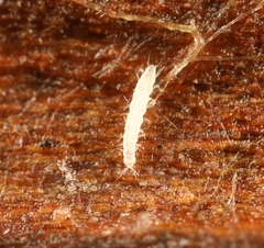 Pauropoda