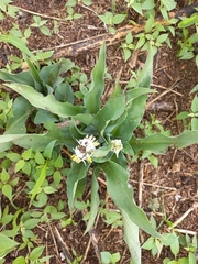 Chlorophytum macrophyllum