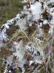 Usnea