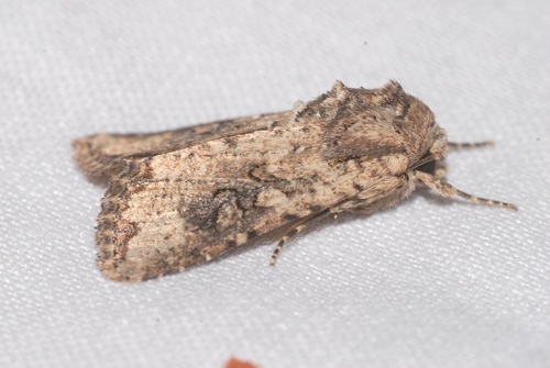 Mythimna languida