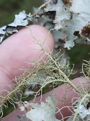 Usnea
