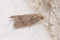 Acroclita subsequana