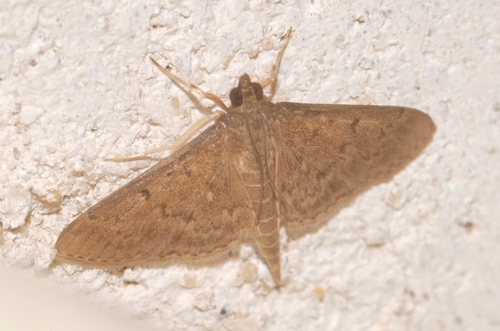 Herpetogramma licarsisalis