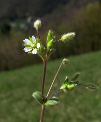 Cerastium tenoreanum