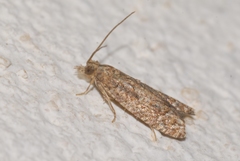 Acroclita subsequana