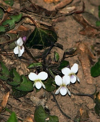 Viola alba alba
