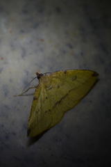 Heterolocha