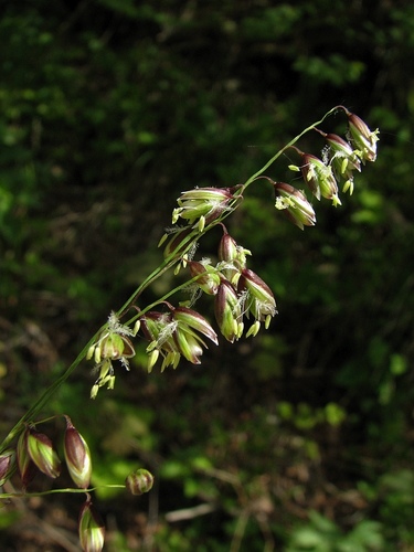 Nusvirusioji Striepsnė nuotrauka