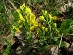 Genista januensis