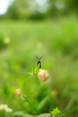 Adela australis