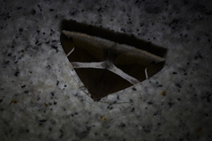 Bastilla arctotaenia