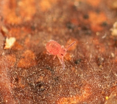 Sphaeridia pumilis