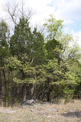 Quercus acerifolia