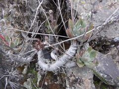 Echeveria vulcanicola