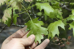 Quercus acerifolia
