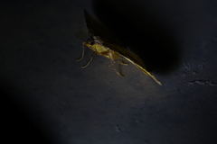 Heterolocha