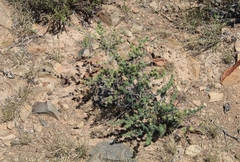 Asparagus mucronatus