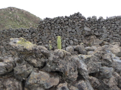 Echeveria vulcanicola