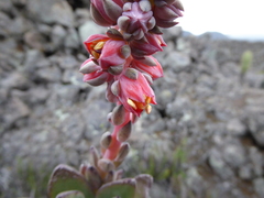 Echeveria vulcanicola