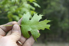 Quercus acerifolia