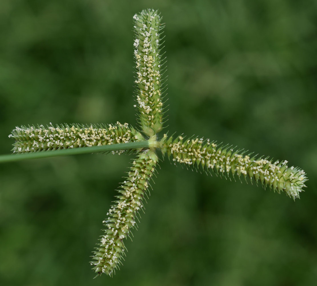 Durban grass
