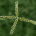 Dactyloctenium australe - Photo 由 Russell Cumming 所上傳的 (c) Russell Cumming，保留部份權利CC BY-NC