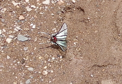 Protographium epidaus