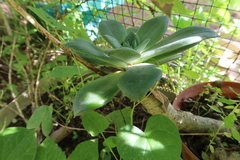 Echeveria vulcanicola