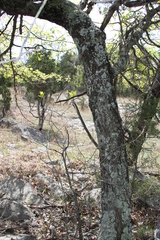 Quercus acerifolia