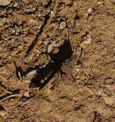 Oedipoda canariensis