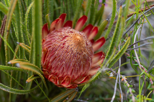 Protea denticulata Rourke