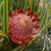 Protea denticulata - Photo (c) Campbell Fleming, algunos derechos reservados (CC BY-NC), subido por Campbell Fleming