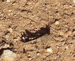 Oedipoda canariensis