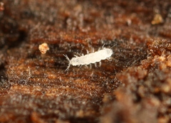 Pauropoda
