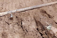 Protographium epidaus