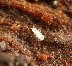 Pauropoda