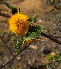 Vachellia farnesiana image