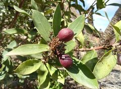 Acokanthera oblongifolia