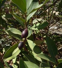Acokanthera oblongifolia