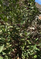 Acokanthera oblongifolia