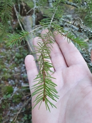 Picea abies