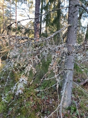 Picea abies