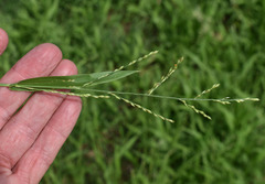 Urochloa pubigera